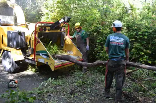 tree services Cambridge City